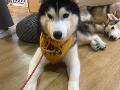 -Husky Go! 哈士奇体验馆·宠物咖啡厅狗咖
