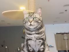 -平行世界·猫咖(首经贸店)