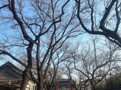 -北京国子监胡同