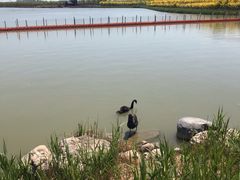 -天津东丽湖风景区