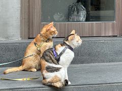 -Again Coffee Roaster(香蜜湖店)