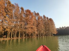 -上海海湾国家森林公园