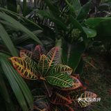 【自然的启示】西安首次植物空间设计展  