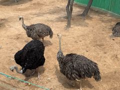 -西霞口神雕山野生动物世界