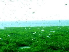 -北海金海湾红树林生态旅游区