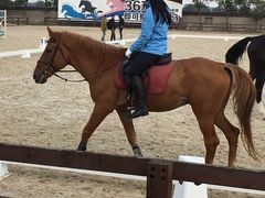 -松声马术俱乐部