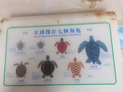 -广东惠东海龟国家级自然保护区