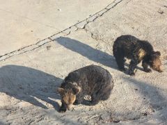 -青藏高原野生动物园