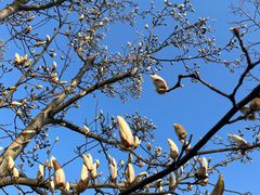 -上海共青森林公园