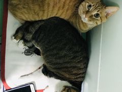 -申普宠物医院·心脏介入·心血管微创(总院)