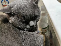 -猫小院猫主题咖啡厅(北锣店)