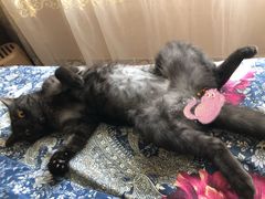 -小伙伴宠物医院•急重症转诊中心·老年专科·犬猫全科(北大街总院)