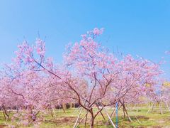 -天适樱花悠乐园