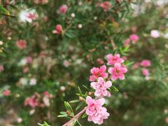-中国科学院华南植物园