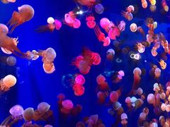 -成都浩海立方海洋公园