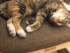 -猫的天空之城概念书店(杭州南宋御街店)