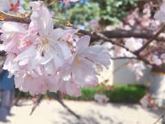 -西安乐游原