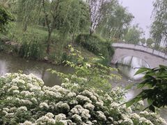 -鹅湖玫瑰文化园