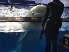 -秦皇岛乐岛海洋王国