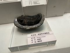 -天津自然博物馆