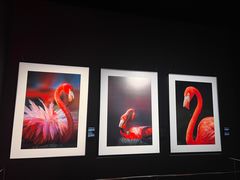 -罗红摄影艺术馆