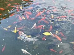 -八大山人梅湖景区