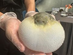 -肆月河豚·新淮扬(金融街店)