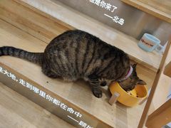 -猫的天空之城概念书店(杭州南宋御街店)