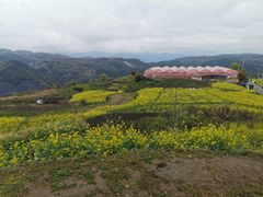 -桑洲油菜花景区