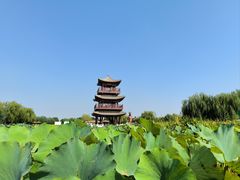 -白洋淀风景区