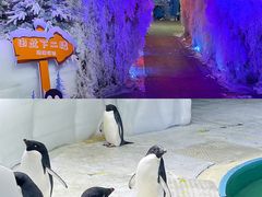 -海合安武汉极地海洋公园