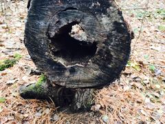 -五营红松林海景区