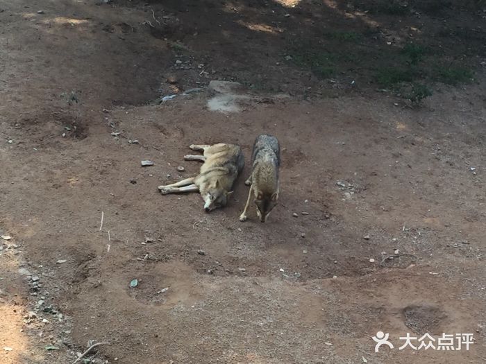 深圳野生动物园图片