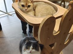 -飞行喵MR PILOT|猫舍·猫咖(静安大融城店)