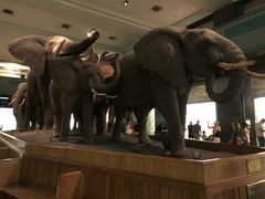 -美国自然历史博物馆