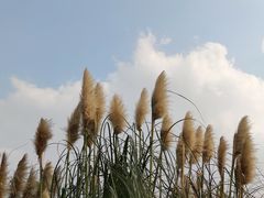 -九里河湿地公园