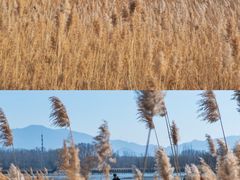 -野鸭湖国家湿地公园