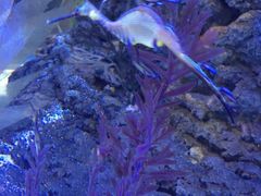-迪拜水族馆及水下动物园