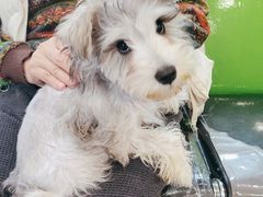 -爱侣·安琦尔宠物医院·中兽医针灸·心内科·狂犬免疫点(宝山区院)