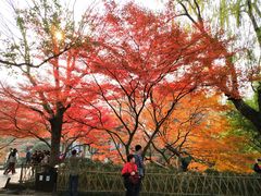 -西湖外事游船(花港观鱼码头)