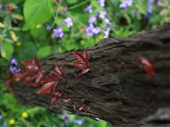 -上海共青森林公园