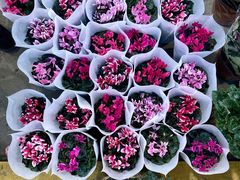 -双季花艺园艺市场(浦东店)
