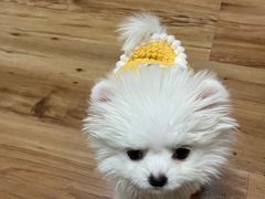 -美联众合动物医院·24h京西诊疗中心