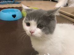 -东方名猫馆·英短金渐层布偶猫舍(环线广场1号楼店)