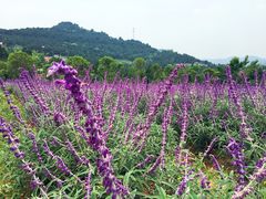 景点-中国香山·寿香谷