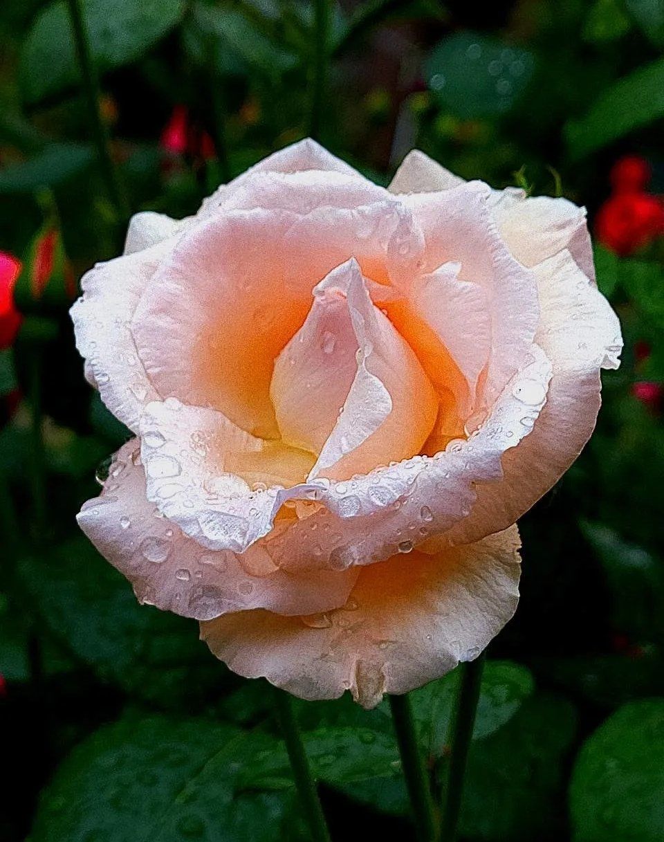 雨中的月季花,分外妖娆