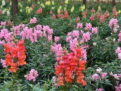 -天适樱花悠乐园