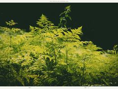 -铁山坪森林公园