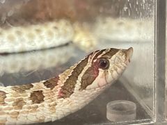 -酷以爬仙阁实体爬宠店·守宫·蜥蜴·专业繁育