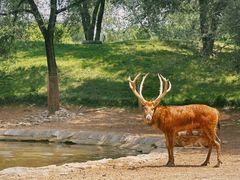 -北京野生动物园